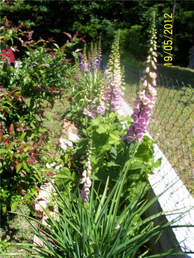 Digitalis